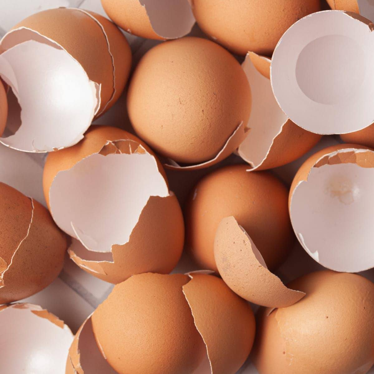 Egg Shell Powder - Image 3